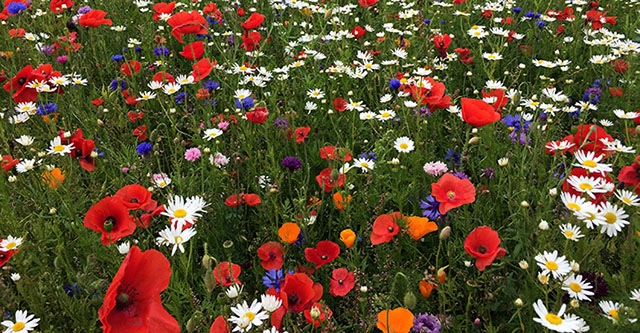 Forsøg med blomster